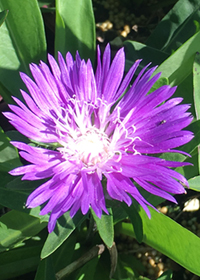 Stokesia laevis 'Honeysong Purple'